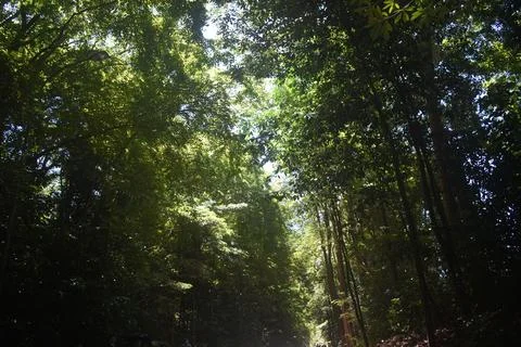 Green trees Stock Photos