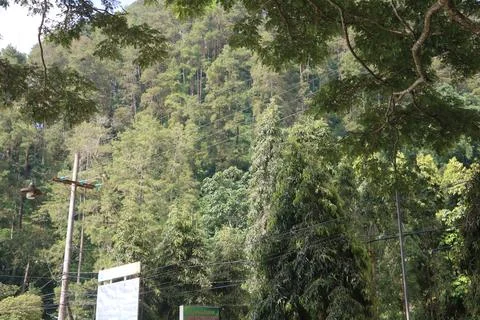 Green Trees Stock Photos