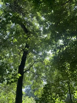 Green Trees Stock Photos