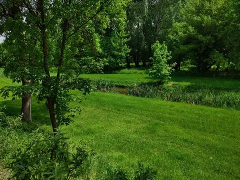 Green trees Stock Photos