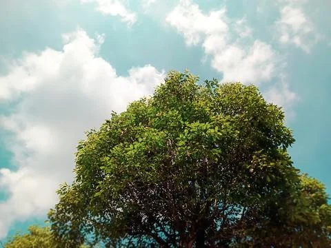 Green trees Stock Photos