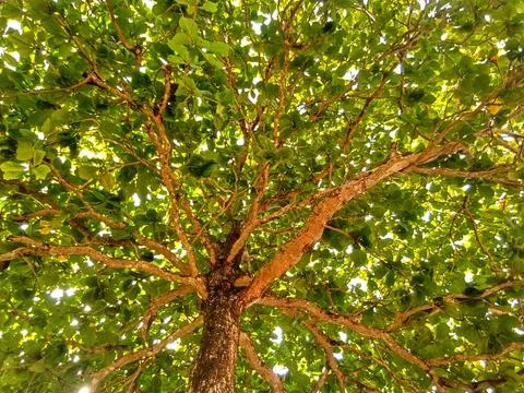 Green trees  Stock Photos