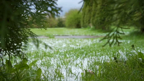 The green trees plants and grasses outside the lawn Stock Footage 137606287