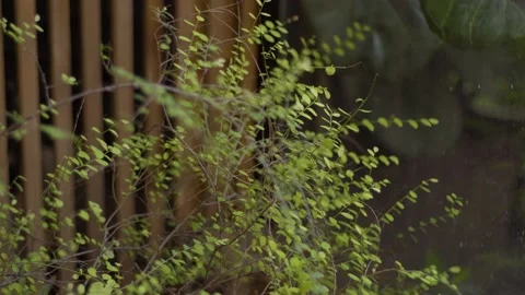 Green trees in the rain Video stock 145824758