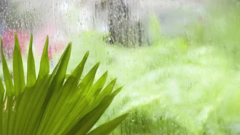 Green trees in the rain Stock Footage
