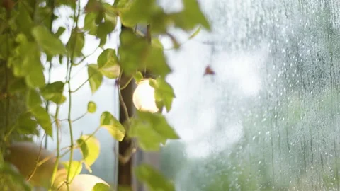 Green trees in the rain Video stock 145865582