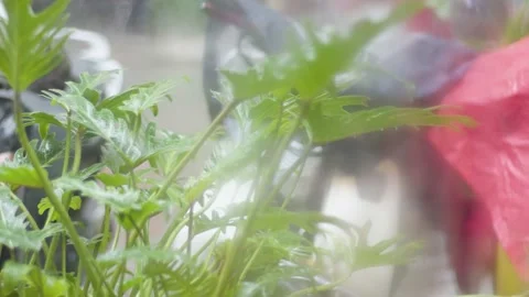 Green trees in the rain Video stock 145865642