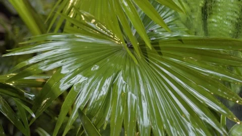 Green trees in the rain Video stock 145865765