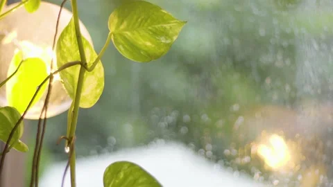 Green trees in the rain Video stock 145865767