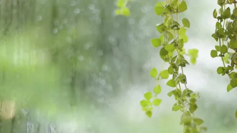 Green trees in the rain Video stock 145865769