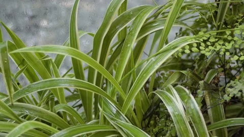 Green trees in the rain Video stock 145865779