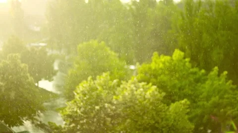 Green trees in the rain under the sun Stock Footage 49921564