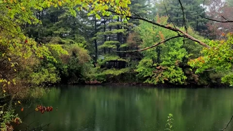 Green Trees, Rainfall, and Reflective Lake Seamless Looping Video Video stock 269465027