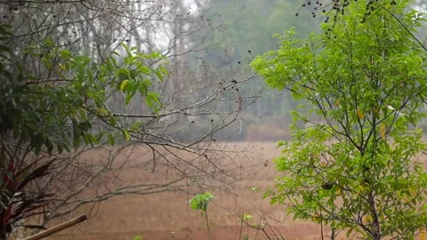 Green trees in rainfall with misty natural background Video stock 332611270