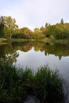 Green trees reflection in the lake Stock Photos
