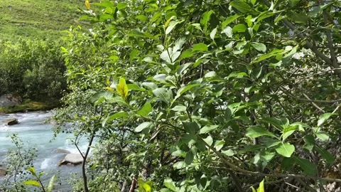Green trees by the river nature Video stock 337365006