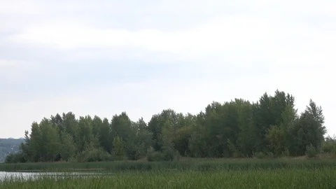 Green trees by the river in time lapse Stock Footage 117200023