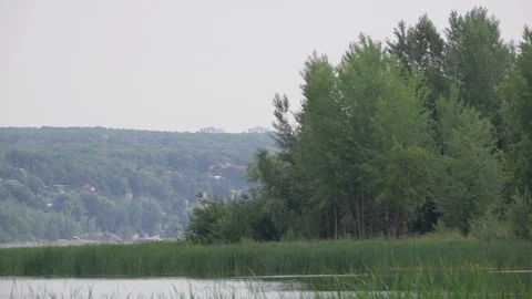 Green trees by the river in time lapse Stock Footage 117201434