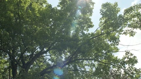 Green trees rustling by wind under the blue sky in early summer Stock Footage 159396781