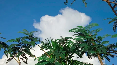 Green trees set against a vibrant blue sky with bright white clouds. Video stock 315919476