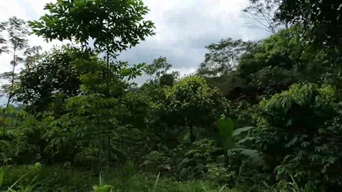 Green trees on the side of the road recorded from the window of a moving car-4 Stock Footage 278962331