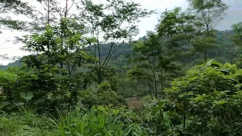 Green trees on the side of the road recorded from the window of a moving car-3 Video stock 278962333