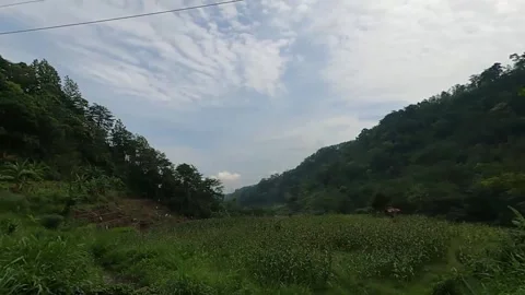 Green trees on the side of the road recorded from the window of a moving car-2 Video stock 278962341