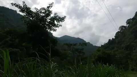 Green trees on the side of the road recorded from the window of a moving car Stock Footage 278962346