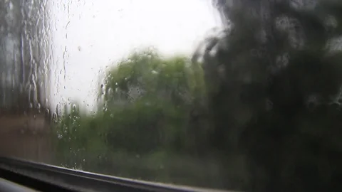 Green trees silhouettes waved by strong hurricane wind Stock Footage 129946415