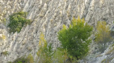 Green trees on the slopes Stock Footage 68717429