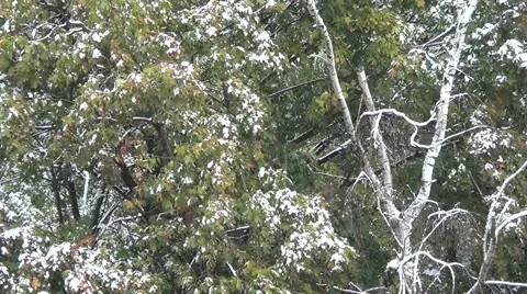 Green trees in the snow Stock-Footage 55667112