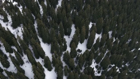 Green trees on snowy ground Video stock 189425351