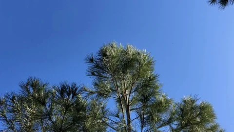 Green trees in spring Stock Footage 128896187