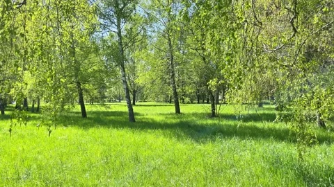 Green trees in spring forest Stock Footage 199601767