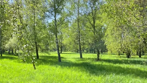 Green trees in spring forest Stock Footage 263769787