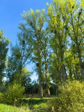 Green trees in spring forest with mistletoe against blue sky Stock Photos