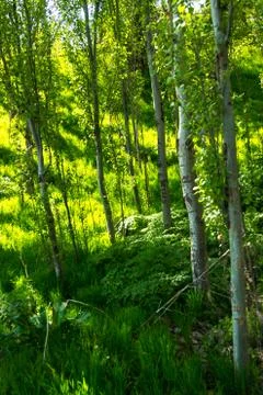 Green trees in spring Stock Photos