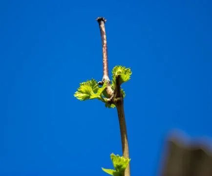 Green trees in spring Stock Photos