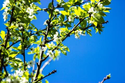 Green trees in spring Stock Photos