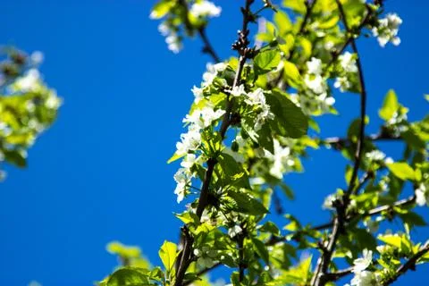 Green trees in spring Stock Photos