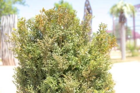 Green trees in spring Stock Photos