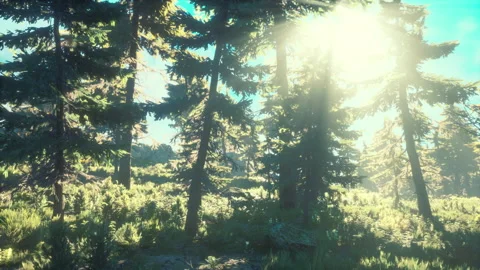 Green trees of the spruce forest Видео 167892383