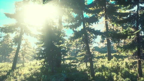 Green trees of the spruce forest Видео 168439540