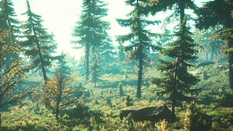 Green trees of the spruce forest Видео 168688562