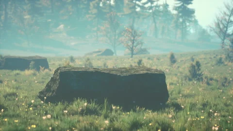 Green trees of the spruce forest Видео 170756426