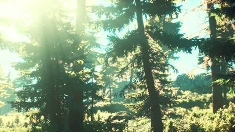 Green trees of the spruce forest Видео 170756532