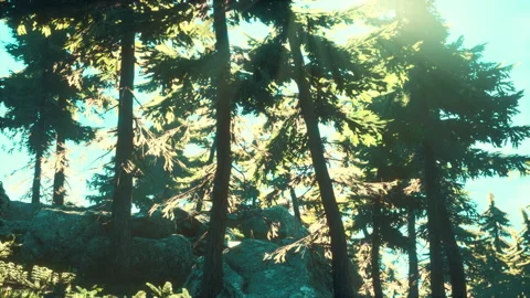 Green trees of the spruce forest Vidéo 214216947