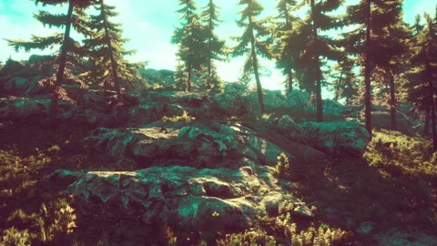 Green trees of the spruce forest Stock-Footage 234164354