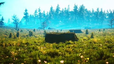 Green trees of the spruce forest Stock-Footage 240945864