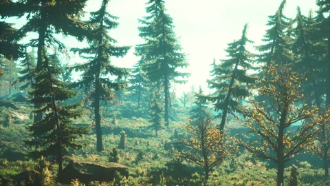 Green trees of the spruce forest Stock-Footage 240945987